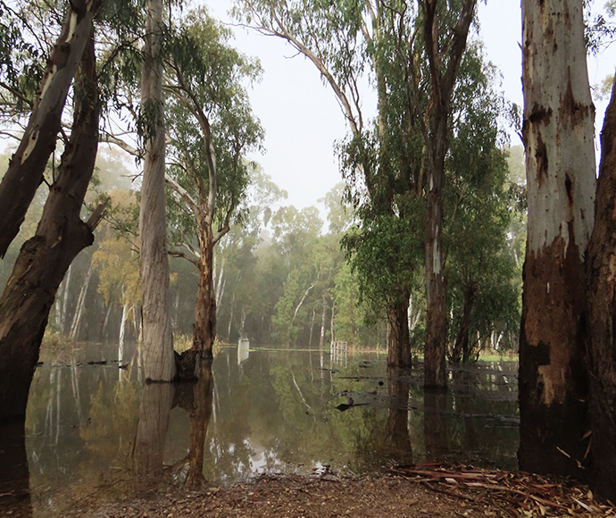 Recent flooding inundating footbridge at McCaugheys Lagoon, Yanco