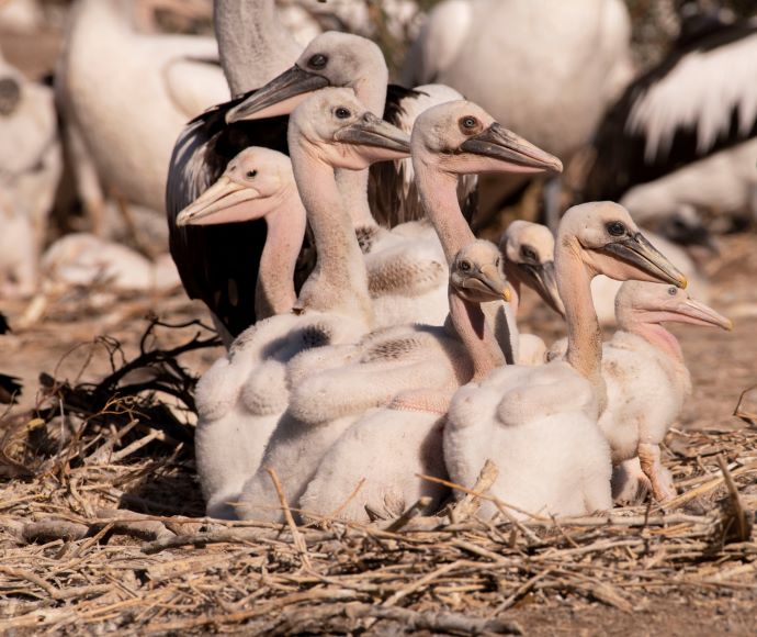 Kieeta Lake pelican chicks