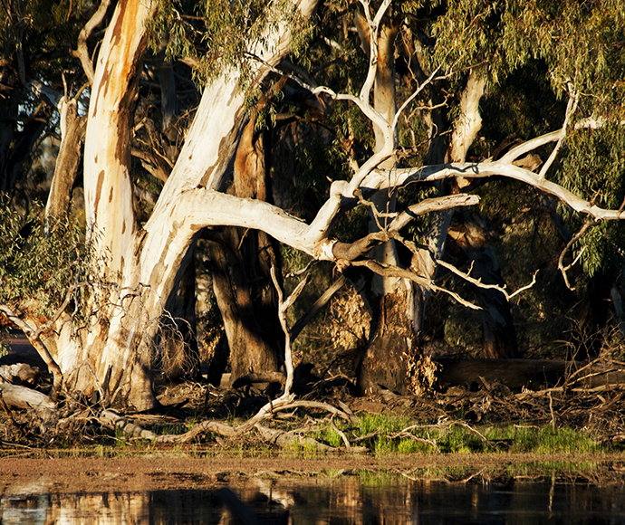 River Red Gums (Eucalyptus camaldulensis), Murrumbidgee River