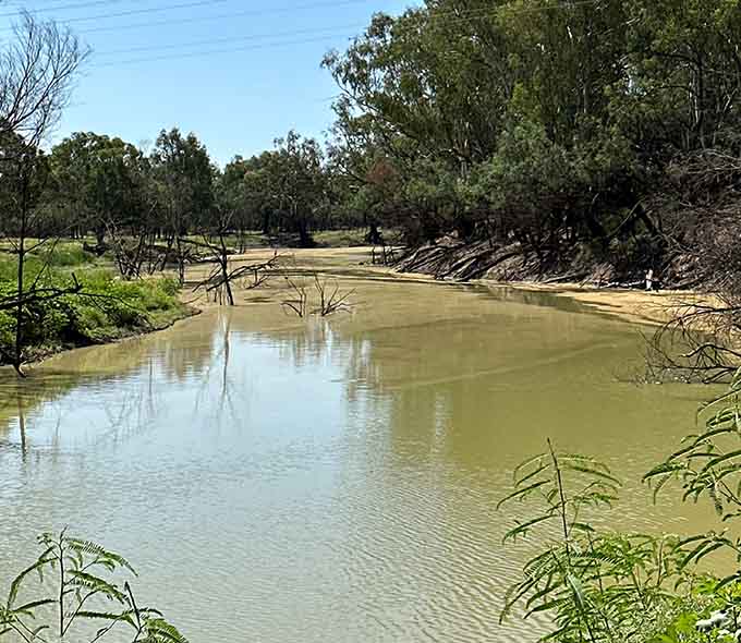 A calm river with muddy water, surrounded by green vegetation and trees, some fallen into the water