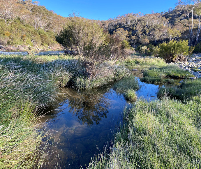 Green grass surrounds still glass-like water in the foreground with shrubs and trees on a hill in the background. A band of water that is the Snowy River is just visible in the mid-left of the photograph.