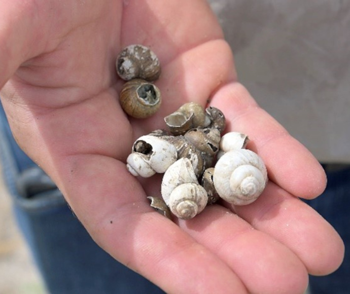 Small, empty, brown and white tipintjiri river snail shells