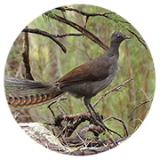 Superb lyrebird (Malurus cyaneus) south of Royal National Park