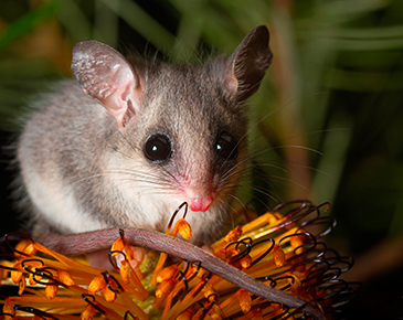 Eastern Pygmy Possum