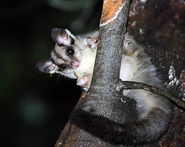 Squirrel Glider