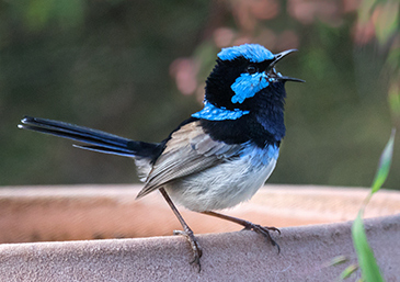 Superb Fairy Wren