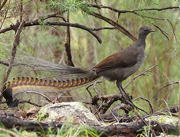 Superb lyrebird