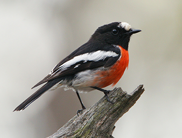 Scarlet Robin