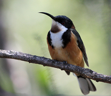 Eastern Spinebill