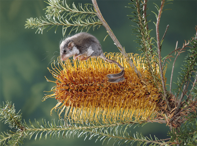 A side profile of a tiny feathertail glider sitting on golden-coloured banksia flower with its feathery tail in the foreground.